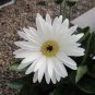 Gerbera Daisy Hybrids Mix Flower Plantas Bonsai 200 PCS Seeds