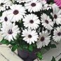 Gerbera Daisy Hybrids Mix Flower Plantas Bonsai 200 PCS Seeds