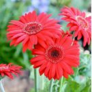 Gerbera Red African Transvaal Daisy 100 PCS Seeds
