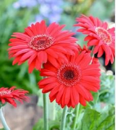 Gerbera Red African Transvaal Daisy 100 PCS Seeds