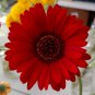 Gerbera Red African Transvaal Daisy 100 PCS Seeds