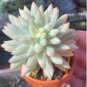 German imports of potted flowers sedum succulents