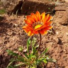 Gerbera Daisy Seeds Hybrids 100 PCS Seeds