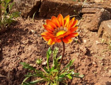 Gerbera Daisy Seeds Hybrids 100 PCS Seeds