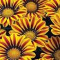 Gerbera Daisy Seeds Hybrids 100 PCS Seeds