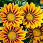 Gerbera Daisy Seeds Hybrids 100 PCS Seeds