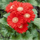 Gerbera Red African Transvaal Daisy 1000 PCS Seeds