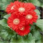 Gerbera Red African Transvaal Daisy 1000 PCS Seeds