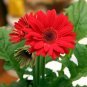 Gerbera Red African Transvaal Daisy 1000 PCS Seeds