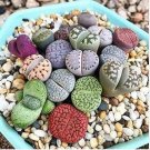 Germany KK's Mixed Lithops Indoor Bonsai 10 PCS Seeds