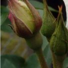 Germany Rare Dragon Rose Bonsai Flowering 200 PCS Seeds