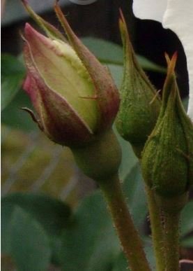 Germany Rare Dragon Rose Bonsai Flowering 200 PCS Seeds
