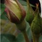 Germany Rare Dragon Rose Bonsai Flowering 200 PCS Seeds