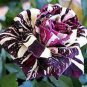 Germany Rare Dragon Rose Bonsai Flowering 200 PCS Seeds