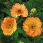 Geum 'Totally Tangerine' Avens Flower 20 PCS Seeds