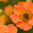 Geum 'Totally Tangerine' Avens Flower -s Home Garden 20 PCS Seeds