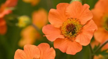 Geum 'Totally Tangerine' Avens Flower -s Home Garden 20 PCS Seeds