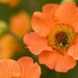Geum 'Totally Tangerine' Avens Flower -s Home Garden 20 PCS Seeds