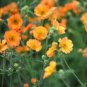 Geum 'Totally Tangerine' Avens Flower -s Home Garden 20 PCS Seeds