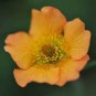 Geum 'Totally Tangerine' Avens Flower -s Home Garden 20 PCS Seeds