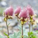 Geum triflorum Seeds Prairie smoke Flowers 100 PCS Seeds