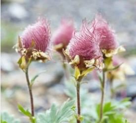 Geum triflorum Seeds Prairie smoke Flowers 100 PCS Seeds