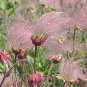 Geum triflorum Seeds Prairie smoke Flowers 100 PCS Seeds