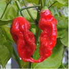 Ghost Pepper chili seeds vegetable Fresh 200 PCS Seeds