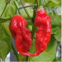 Ghost Pepper chili seeds vegetable Fresh 200 PCS Seeds