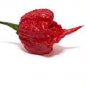 Ghost Pepper chili seeds vegetable Fresh 200 PCS Seeds