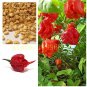 Ghost Pepper chili seeds vegetable Fresh 200 PCS Seeds
