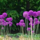 Giant Allium Giganteum 100 PCS Seeds Giant Allium Giganteum 100 PCS Seeds