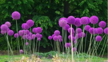 Giant Allium Giganteum 100 PCS Seeds