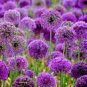 Giant Allium Giganteum 100 PCS Seeds