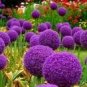 Giant Allium Giganteum 100 PCS Seeds