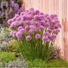 Giant Allium Giganteum Globemaster Beautiful Flower 100 PCS Seeds Giant Allium Giganteum Globemaster Beautiful Flower 100 PCS Seeds