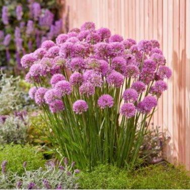 Giant Allium Giganteum Globemaster Beautiful Flower 100 PCS Seeds