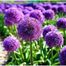 Giant Allium Giganteum Seeds Colorful Flowers 100 PCS Seeds Giant Allium Giganteum Seeds Colorful Flowers 100 PCS Seeds