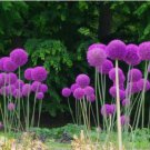 Giant Allium Giganteum 100 PCS Seeds