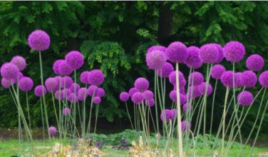 Giant Allium Giganteum 100 PCS Seeds