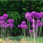 Giant Allium Giganteum 100 PCS Seeds