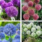 Giant Allium Giganteum 100 PCS Seeds