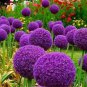 Giant Allium Giganteum 100 PCS Seeds