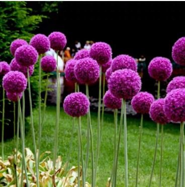 Giant Allium Plant 100 PCS Seeds