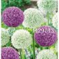 Giant Allium Plant 100 PCS Seeds