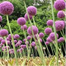 Giant Allium Giganteum 100 PCS Seeds