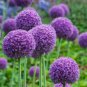 Giant Allium Giganteum 100 PCS Seeds