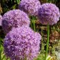 Giant Allium Giganteum 100 PCS Seeds