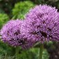 Giant Allium Giganteum 100 PCS Seeds