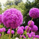 Giant Allium Plant 100 PCS Seeds Giant Allium Plant 100 PCS Seeds